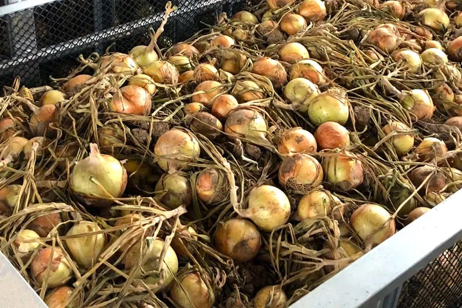 タマネギ乾燥後