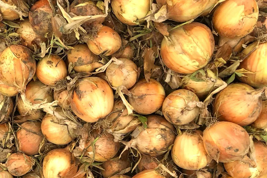 タマネギ乾燥後