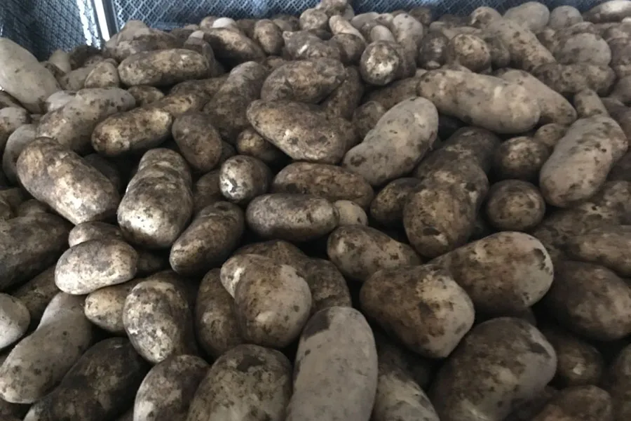 ジャガイモ乾燥前