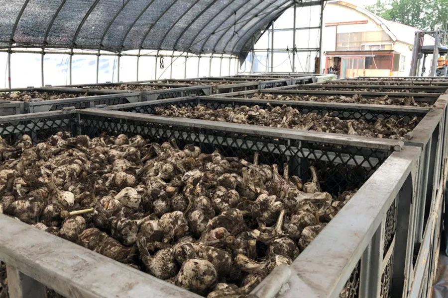 乾燥前（根切り後）