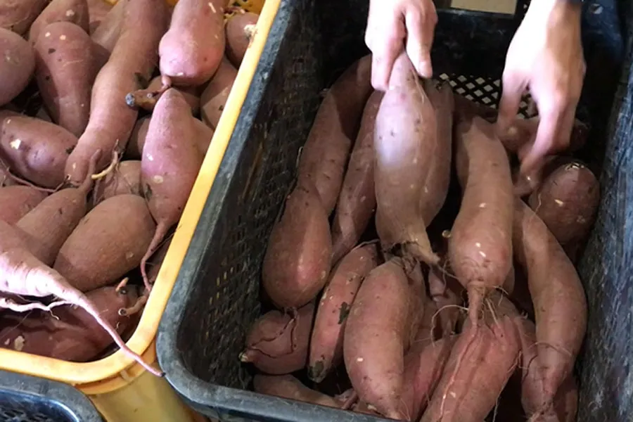 サツマイモ