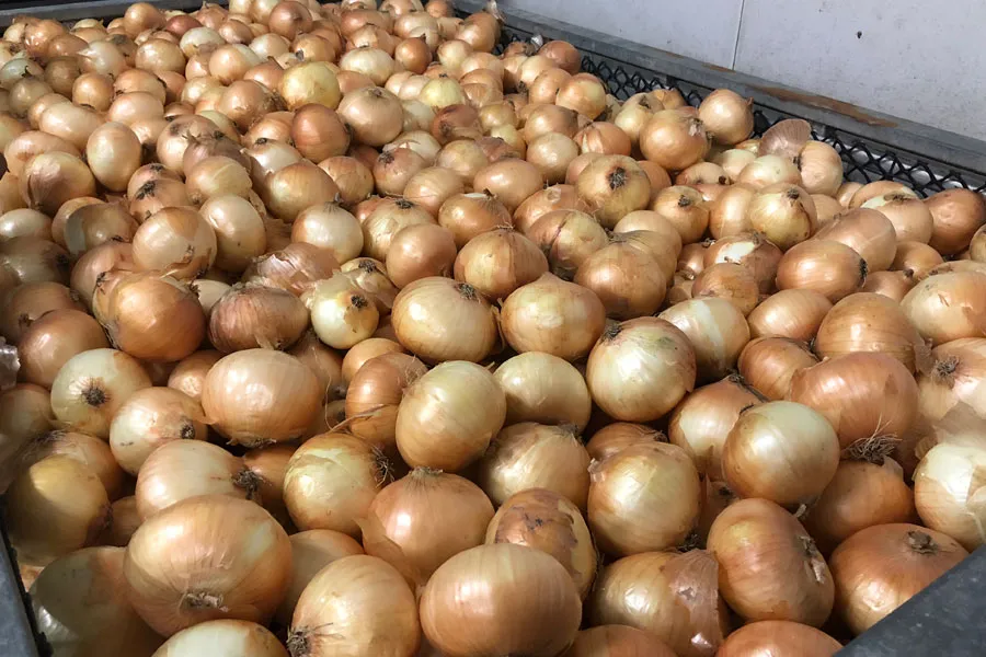 乾燥後（調整後）