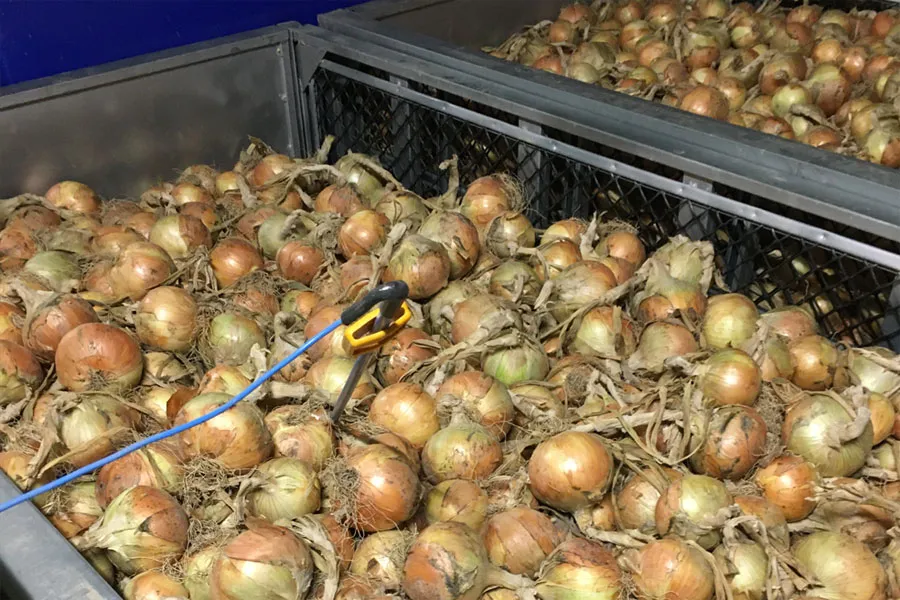 乾燥後（調整後）