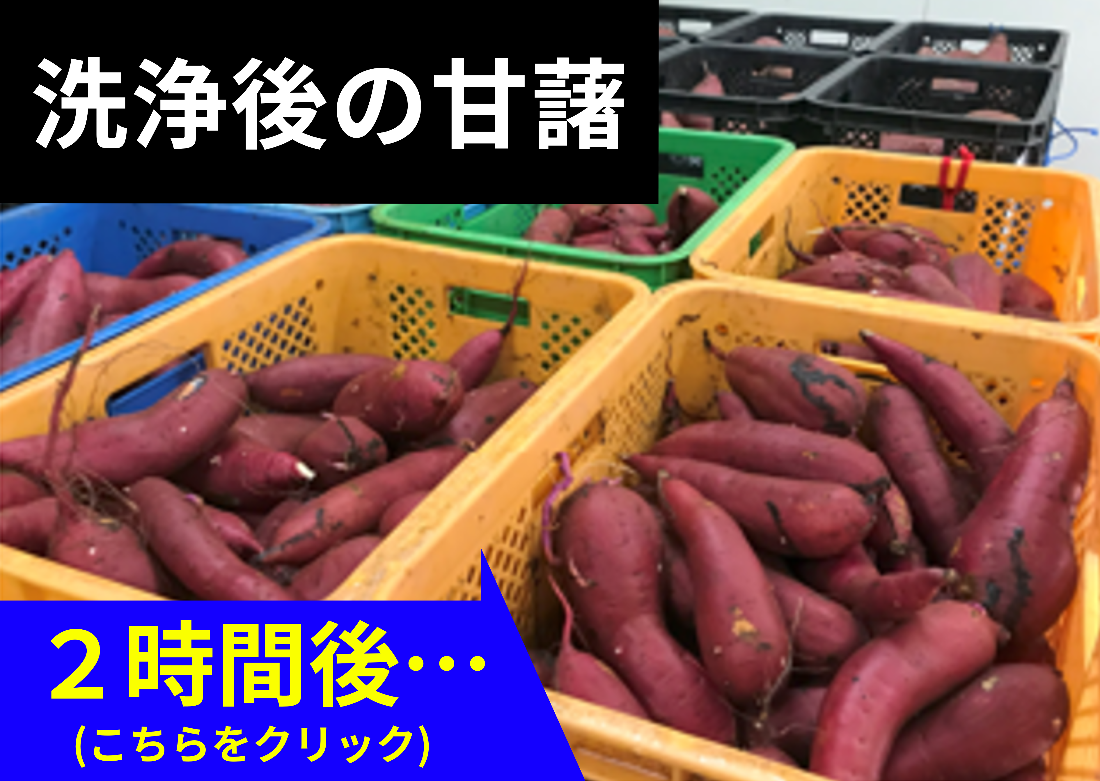 洗浄サツマイモの乾燥比較