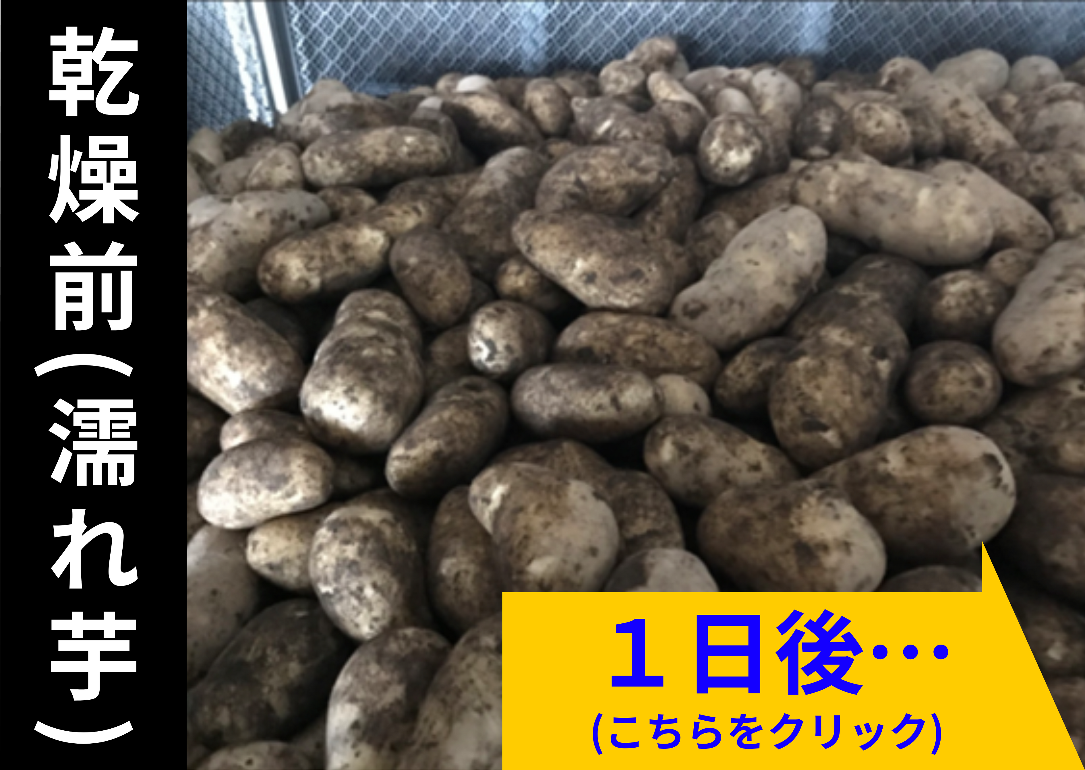 ジャガイモの乾燥事例