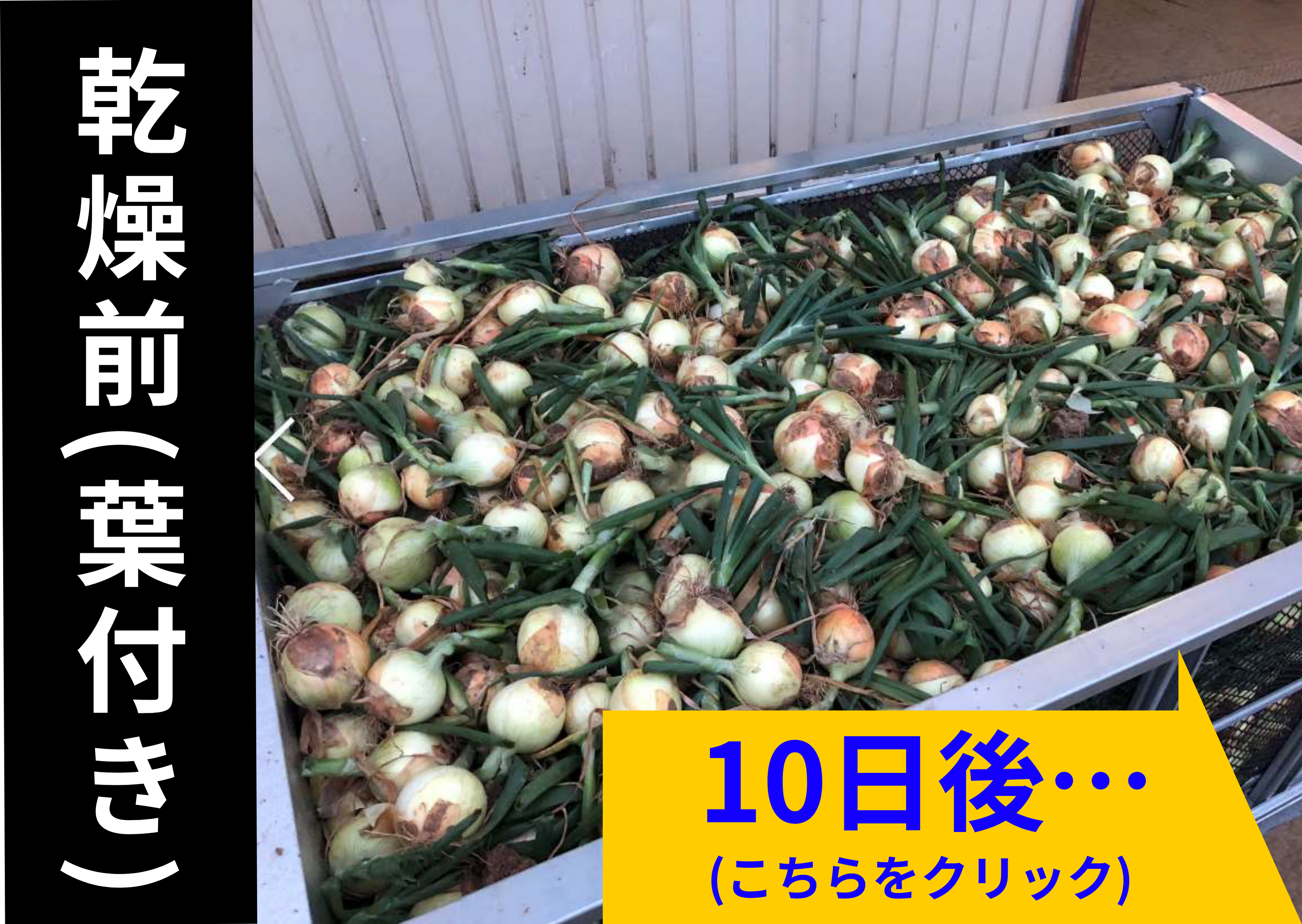 タマネギの乾燥事例